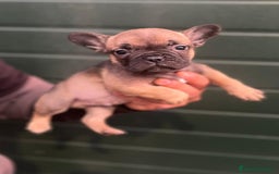 Bulldog Francés perros en venta: Bulldog francés standar  - Imagen 1