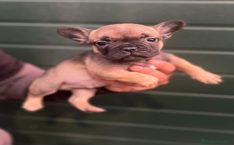 Bulldog Francés perros - Propaganda 1