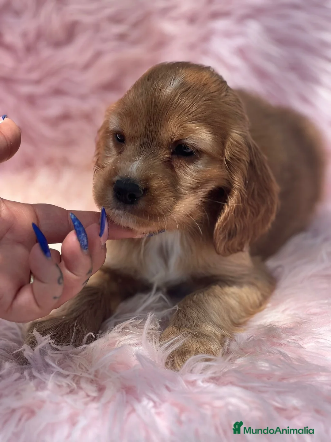 Cocker Spaniel Inglés perros en venta: HEMBRAS COCKER SPANIEL INGLES - Anuncio 5