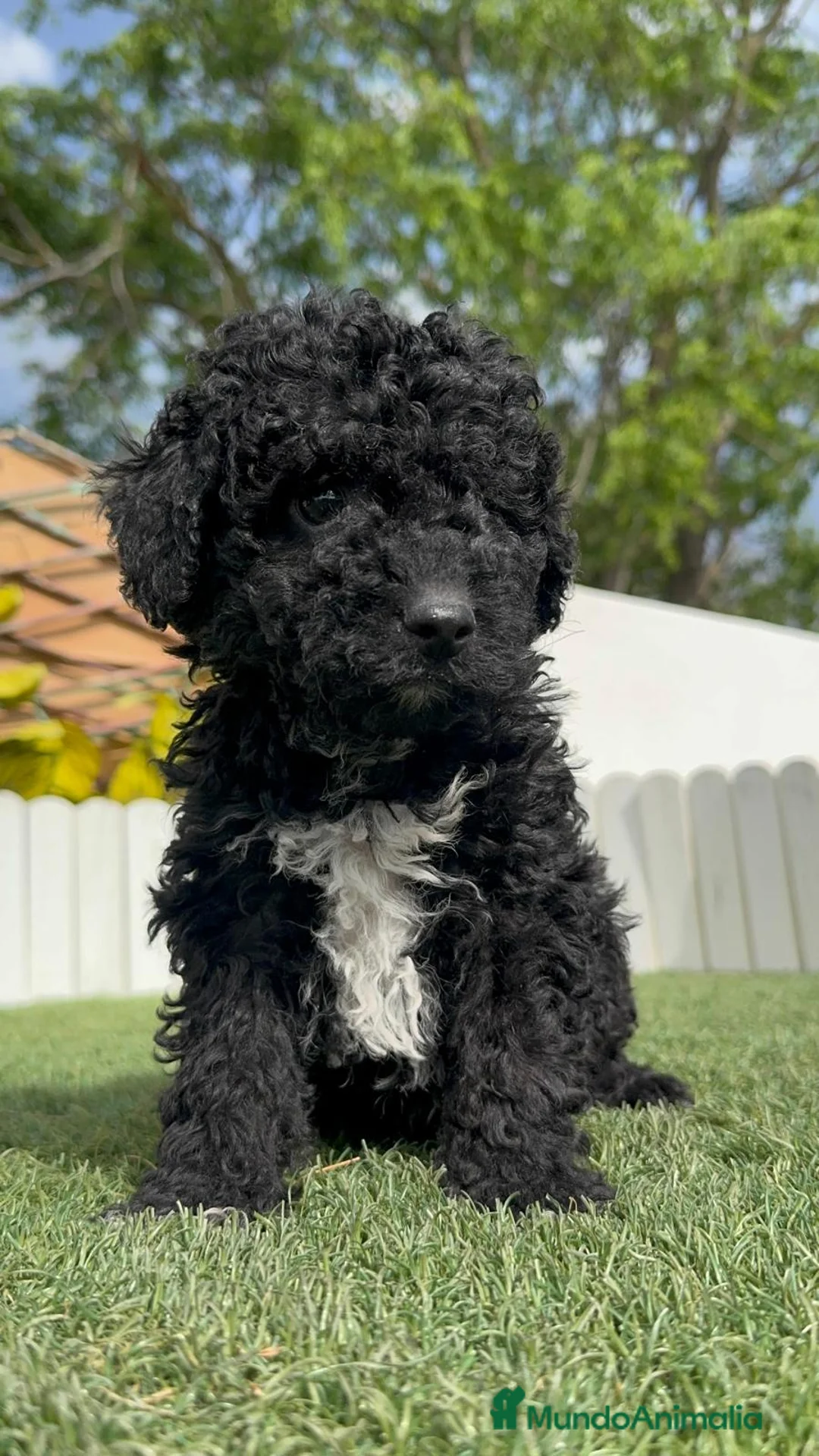 Perro de Agua Español perros en venta: PERRO DE AGUA-LISTO PARA ENTREGAR - Anuncio 7