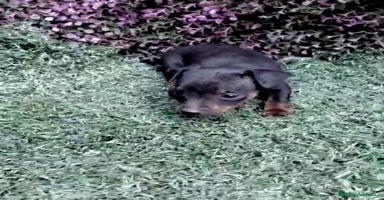 Pinscher Miniatura perros - Anuncio 6