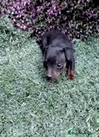 Pinscher Miniatura perros Pinscher miniatura - Anuncio 2