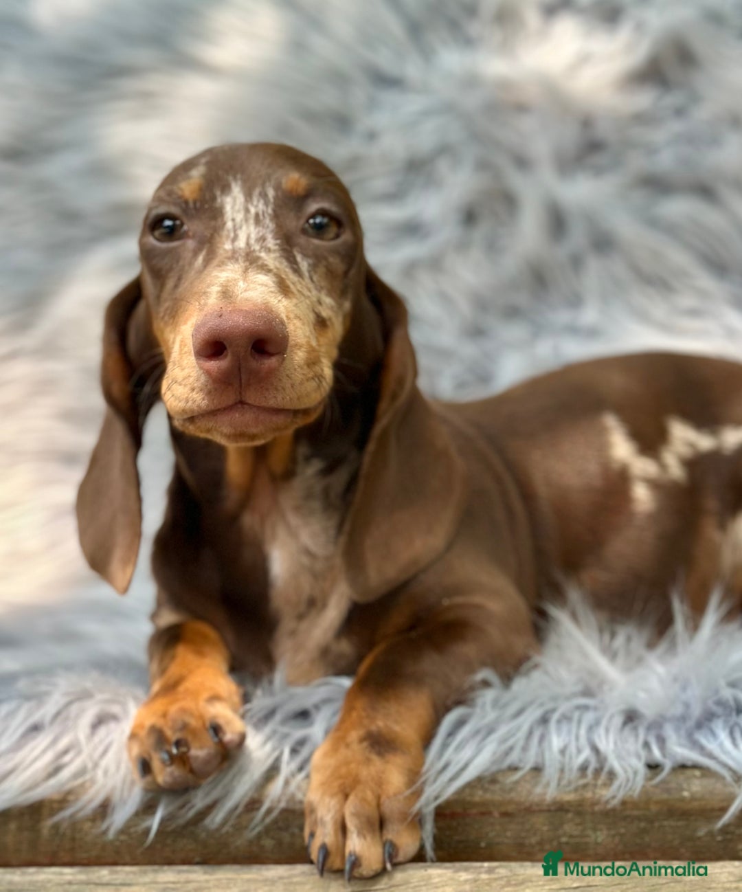 Teckel Miniatura perros en venta: TECKEL MINIATURA CHOCOLATE ARLEQUIN - Imagen 2