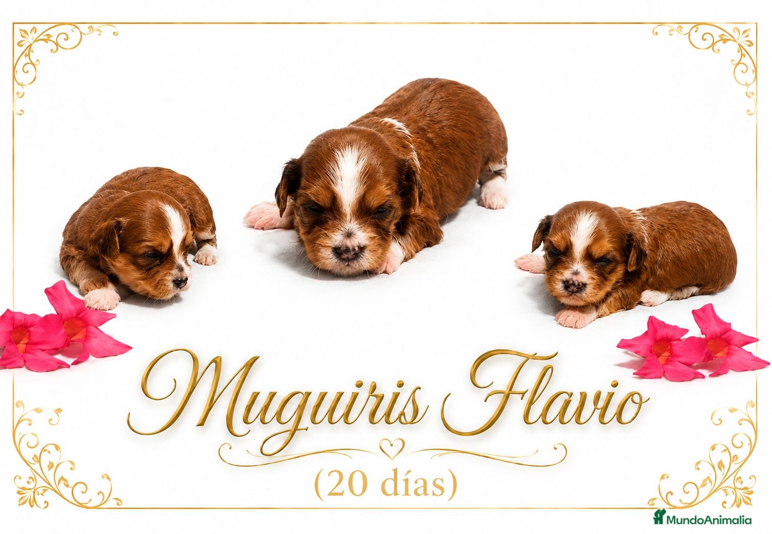 Bichón Habanero perros Muguiris Flavio - Anuncio 29