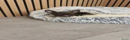 Chihuahua perros en venta: Chihuahua Toy  - Anuncio 5