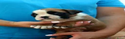 Boxer perros en venta: Cachorros boxer de alta selección  - Anuncio 15