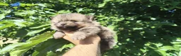 Pomerania perros en venta: Pomerania  - Anuncio 3