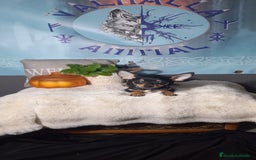 Chihuahua perros en venta:  Machos preciosos de chihuahua cabeza venado  - Imagen 8