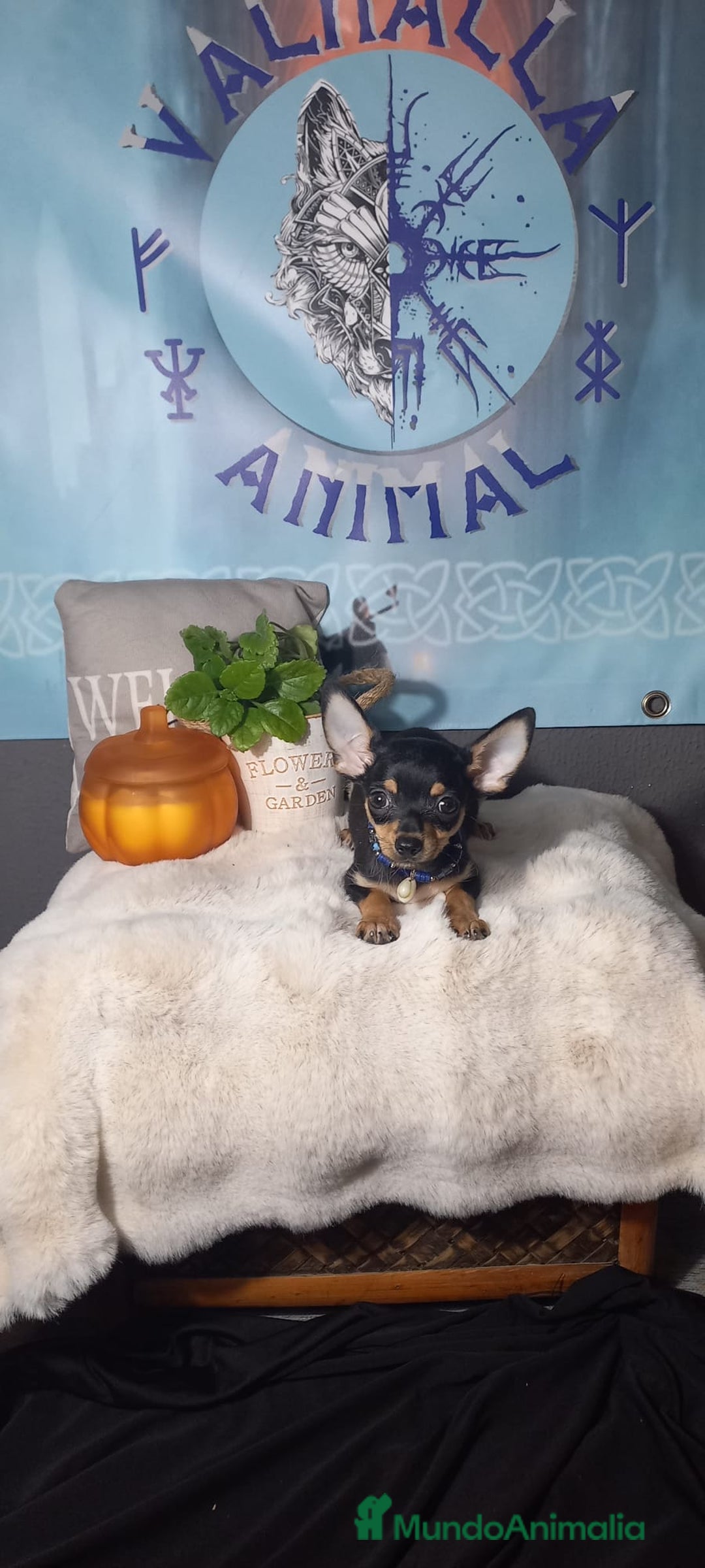 Chihuahua perros en venta:  Machos preciosos de chihuahua cabeza venado  - Imagen 8