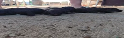 Perro de Agua Español perros en venta: Perro de agua chocolate  - Anuncio 5