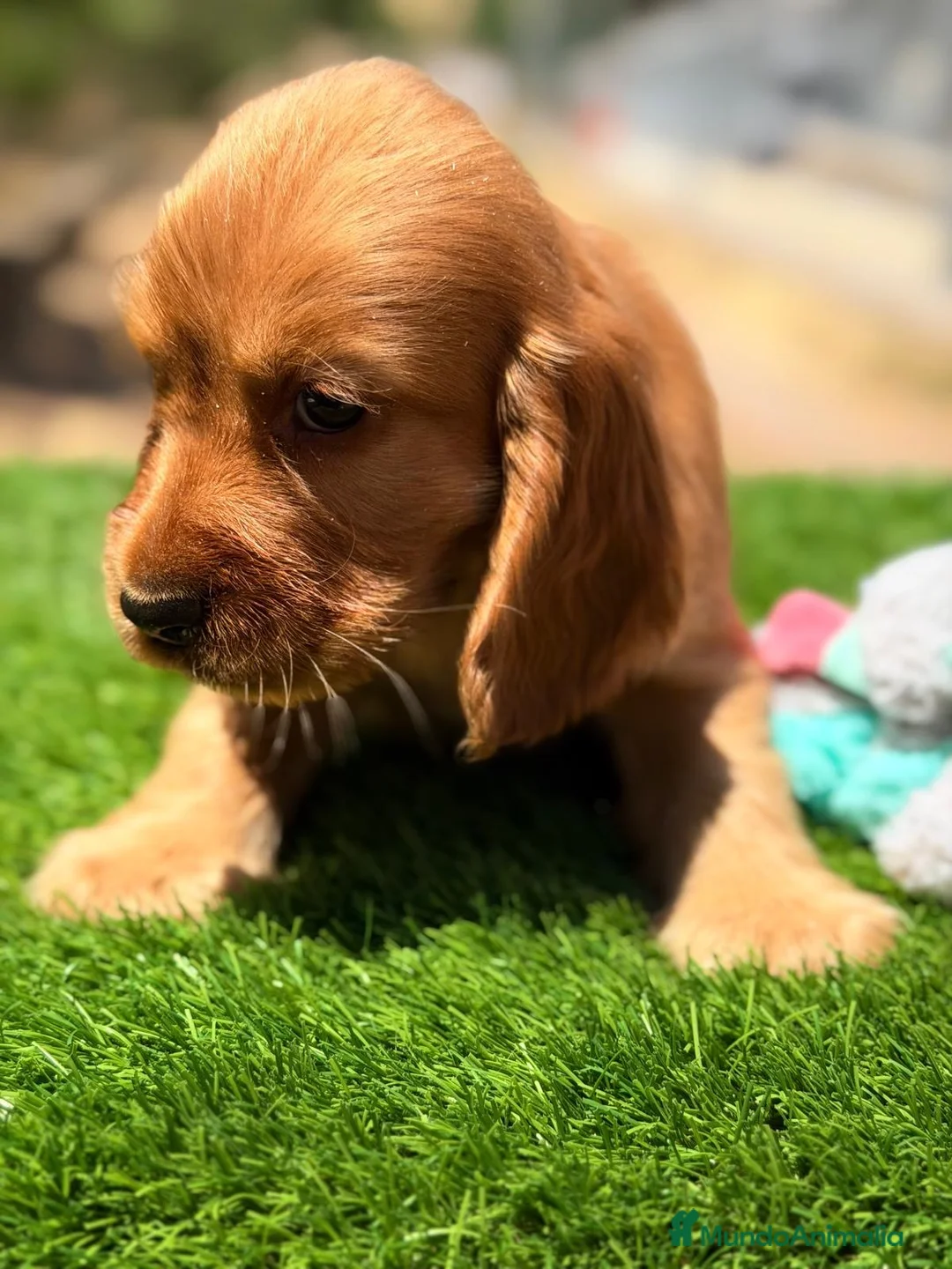 Cocker Spaniel Inglés perros en venta: Cocker inglés🐾 - Anuncio 2