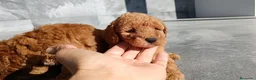 Caniche Toy perros en venta: Caniche toy  - Anuncio 5