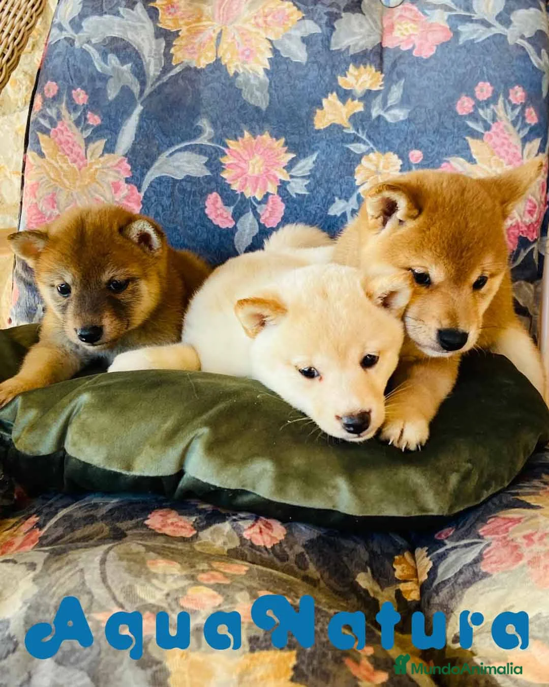 Shiba Inu perros en venta: Camada Shiba Inu de Melani - AQUANATURA en Barcelona - Anuncio 1