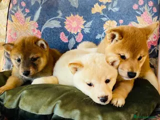 Shiba Inu perros Camada Shiba Inu de Melani - AQUANATURA en Barcelona - Anuncio 3
