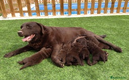Labrador Retriever perros en venta: Cachorros labrador chocolate top - Imagen 1
