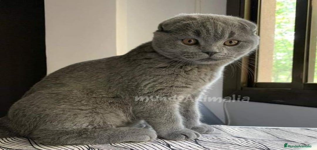 Imagen de galería {{count}}