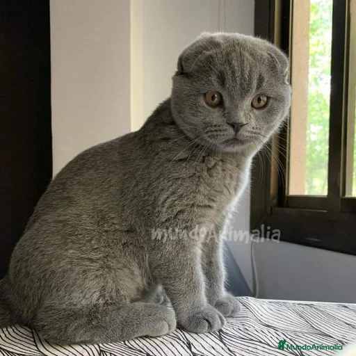 Imagen de galería {{count}}