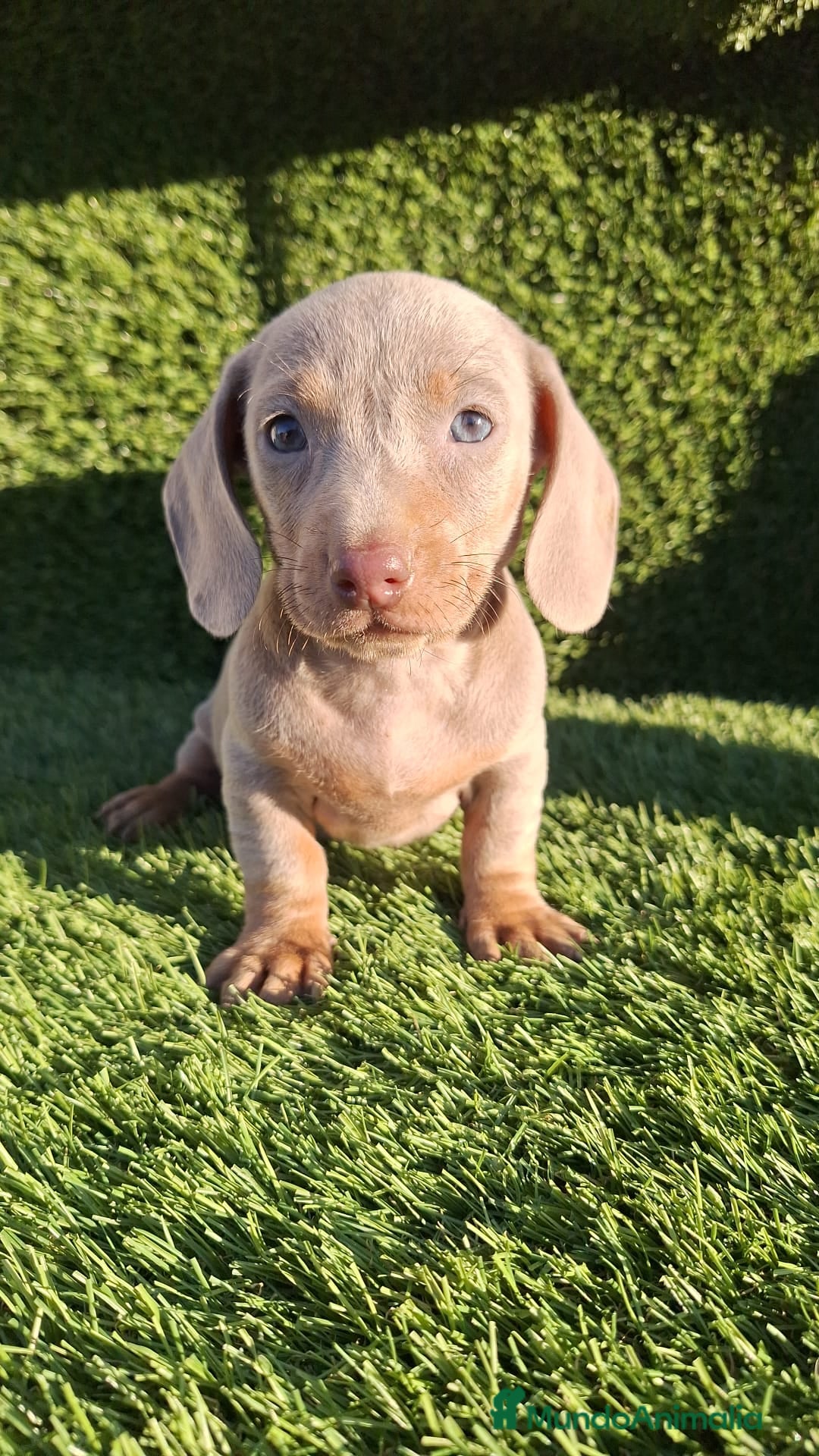 Teckel Miniatura perros en venta: Teckel kanichen isabela disponibles  - Anuncio 1