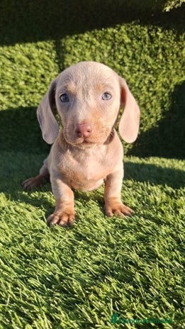 Teckel Miniatura perros Teckel kanichen isabela disponibles - Anuncio 2