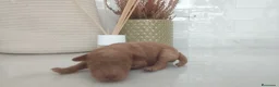 Raza Mixta perros en venta: Caniche machos  - Anuncio 2