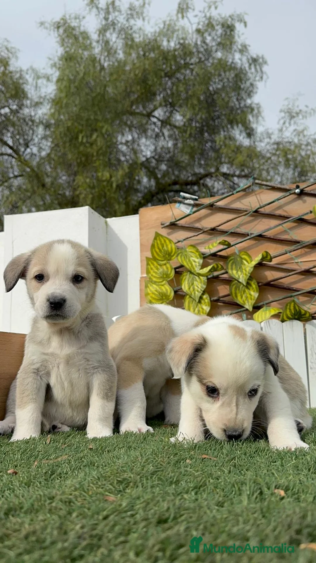 Mastín Español perros en venta: MASTIN ESPAÑOL - Anuncio 9