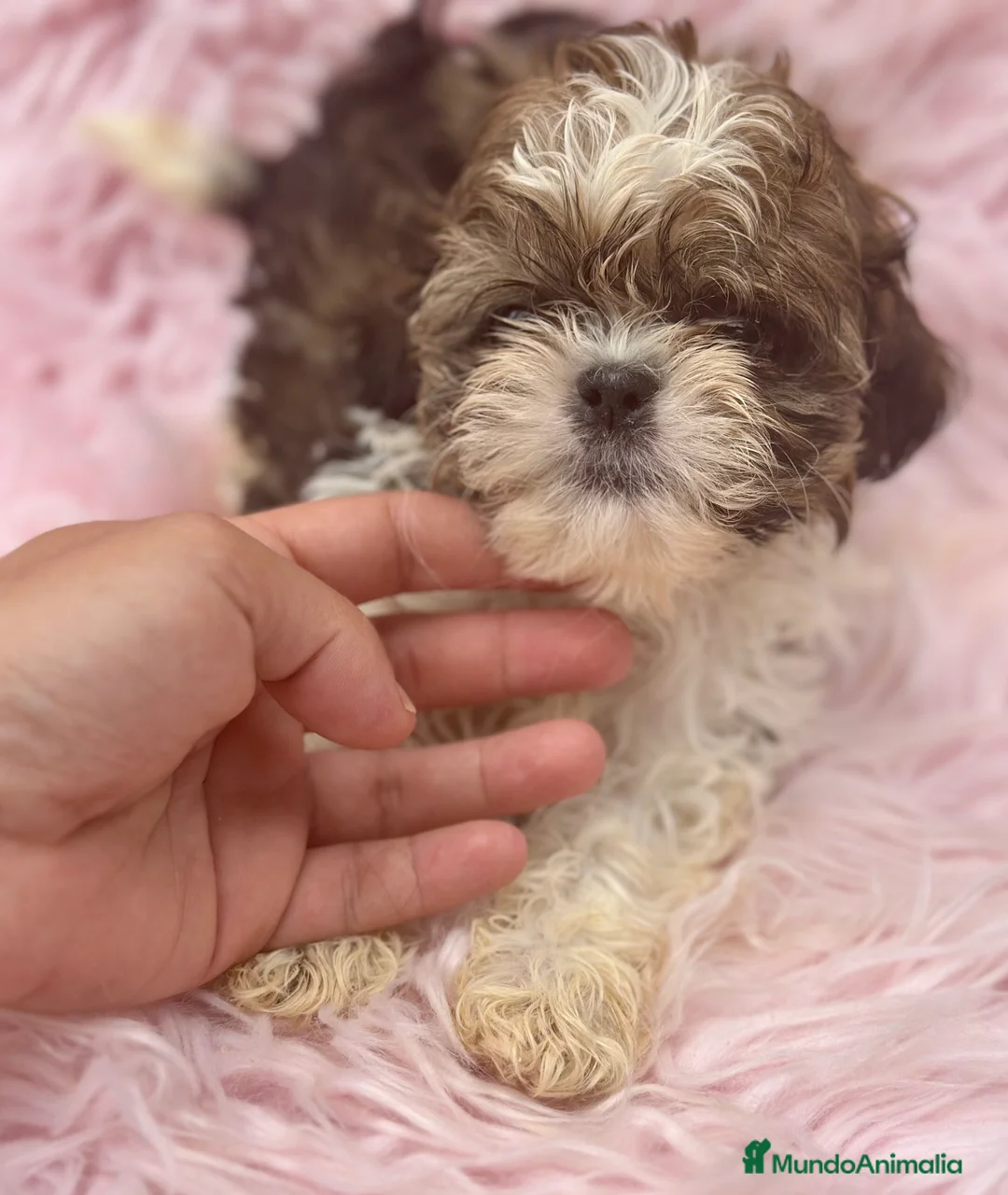 Shih Tzu perros en venta: SHIH TZU MINI DISPONIBLE HEMBRA - Anuncio 3