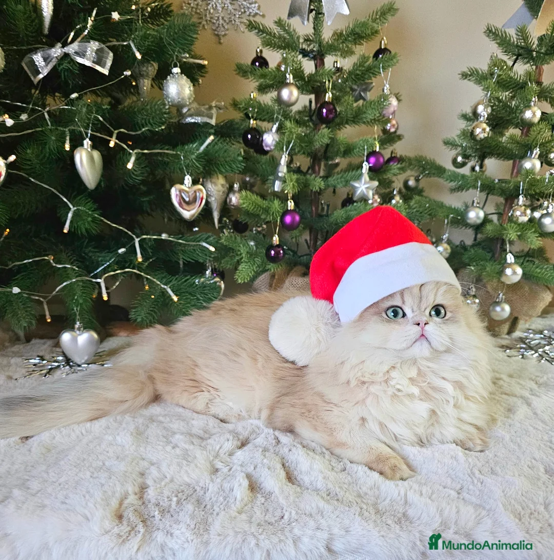 Imagen de galería {{count}}