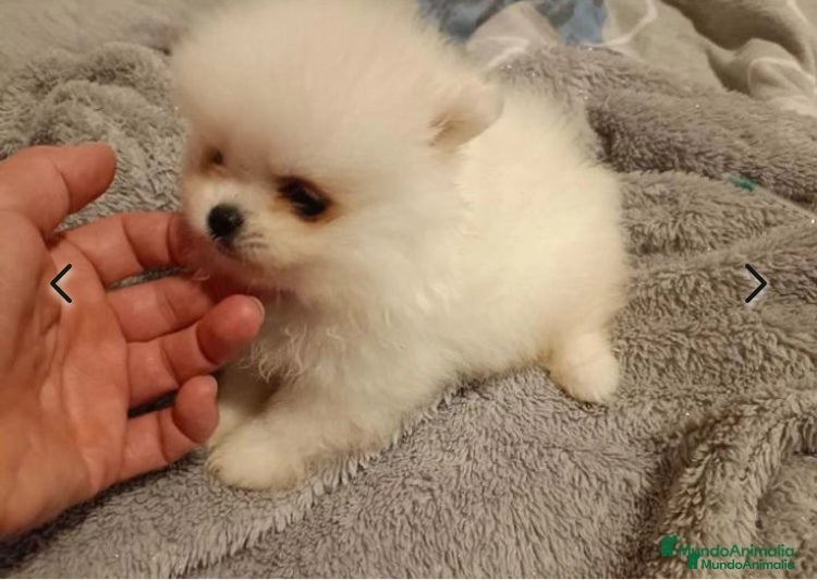 Pomerania perros POMERANEAS TOYS GRAN CALIDAD  en Madrid - Anuncio 2