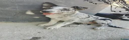 Border Collie perros en venta: BORDER COLLIE - ÚLTIMOS CACHORROS DISPONIBLES - Anuncio 5