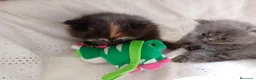 Himalayo gatos en venta: Disponible gatito persa himalayo - Anuncio 17