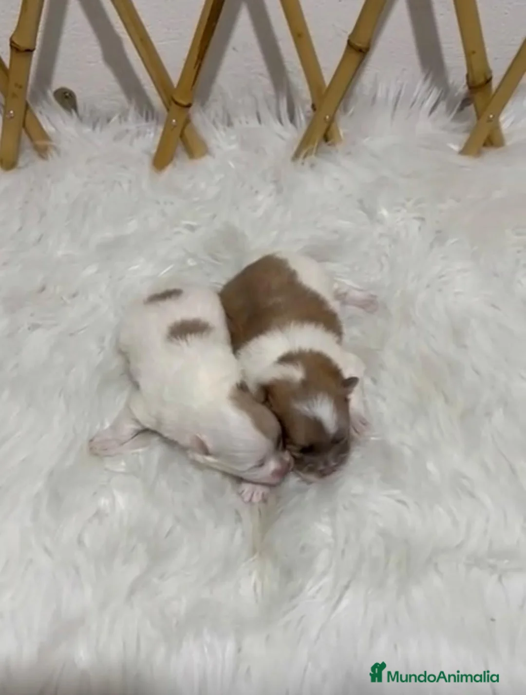 Pomerania perros en venta: POMERANIA MINI TOY - Anuncio 2