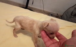 Ratón de Praga perros en venta: RATON DE PRAGA - Imagen 1