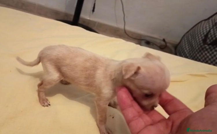Ratón de Praga perros - Anuncio 14