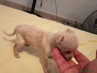 Ratón de Praga perros - Anuncio 1