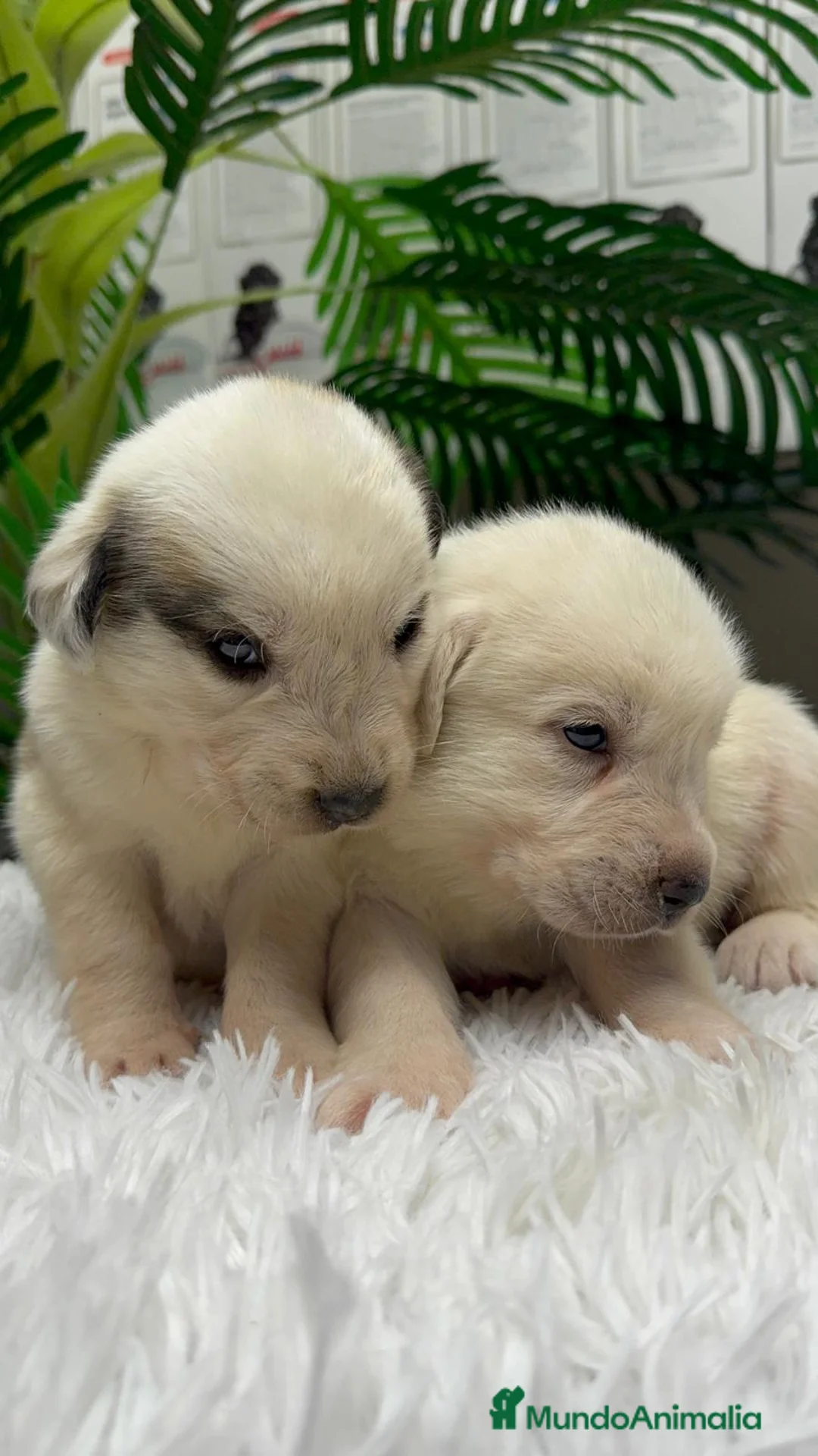 Mastín Español perros en venta: MASTIN ESPAÑOL  - Anuncio 10