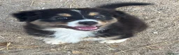 Pastor Australiano perros en venta: Cachorros pastor australiano  - Anuncio 4