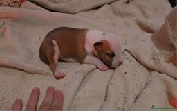 American Staffordshire-Terrier perros en venta: American Staffordshire Terrier  - Imagen 2