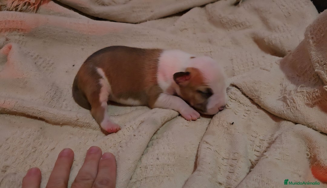 American Staffordshire-Terrier perros en venta: American Staffordshire Terrier  - Imagen 2