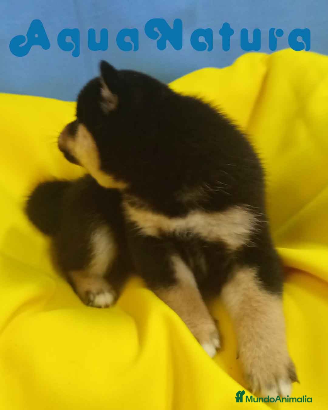 Shiba Inu perros en venta: Camada Shiba Inu de Mar y Silvio AQUANATURA - Imagen 5