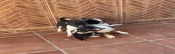 Chihuahua perros en venta: Chihuahuas🐶🐾 - Anuncio 3