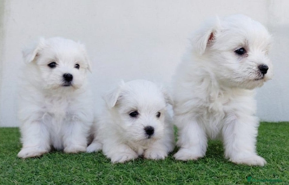 Bichón Maltés perros bichon maltes  - Anuncio 10