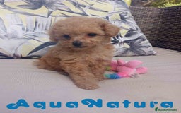 Caniche Toy perros en venta: Caniche Hembra 1 de Estela y King AQUANATURA - Imagen 8