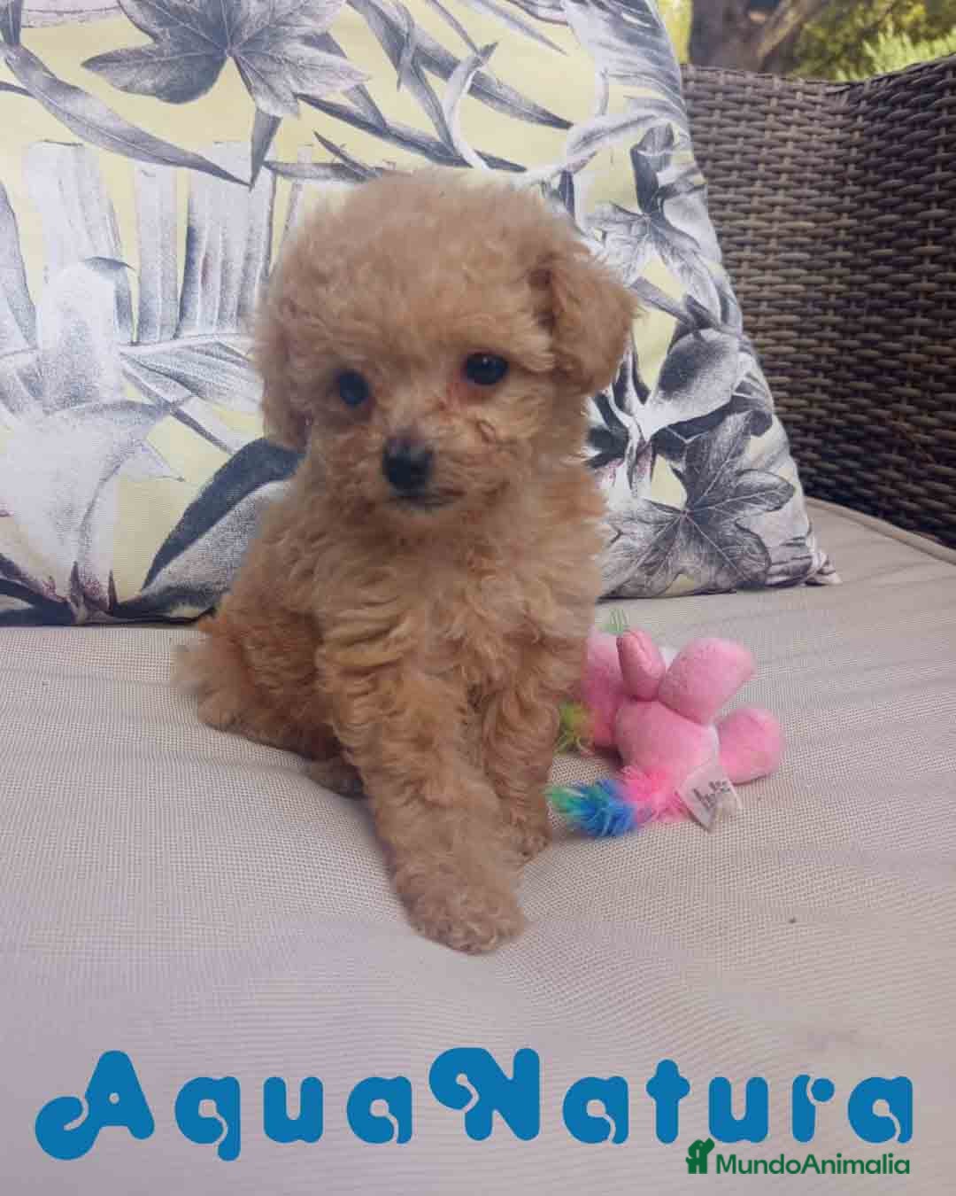 Caniche Toy perros en venta: Caniche Hembra 1 de Estela y King AQUANATURA - Imagen 8