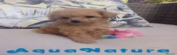 Caniche Toy perros en venta: Caniche Hembra 1 de Estela y King AQUANATURA - Anuncio 8