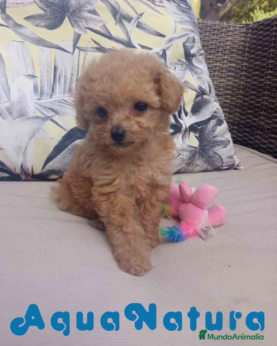 Caniche Toy perros en venta: Caniche Hembra 1 de Estela y King AQUANATURA - Anuncio 8