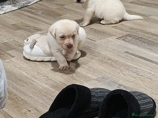 Labrador Retriever perros Labrador retriever dorado - Anuncio 1