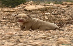 American Bully perros en venta: 💎🐾 CACHORROS AMERICAN BULLY – ¡LA MEJOR LÍNEA! - Imagen 4