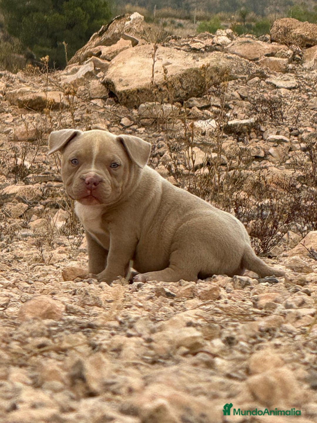 American Bully perros en venta: 💎🐾 CACHORROS AMERICAN BULLY – ¡LA MEJOR LÍNEA! - Imagen 4