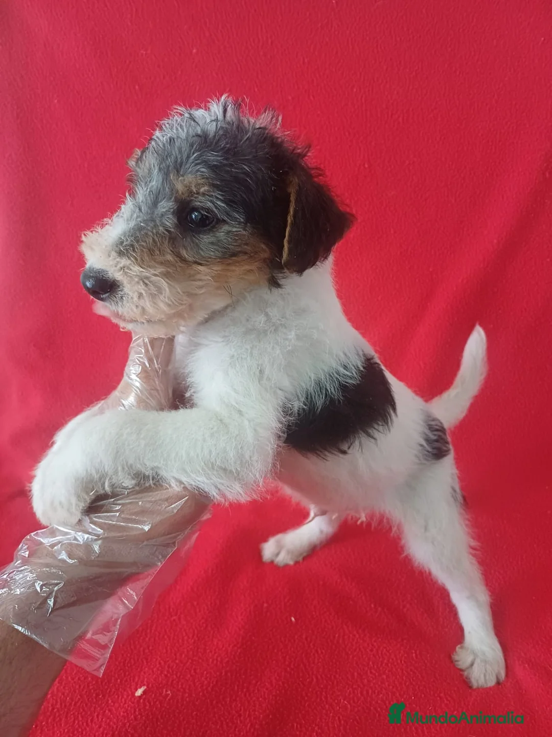 Fox Terrier de Pelo Duro perros en venta: Foxterrier Pelo Duro  - Anuncio 2