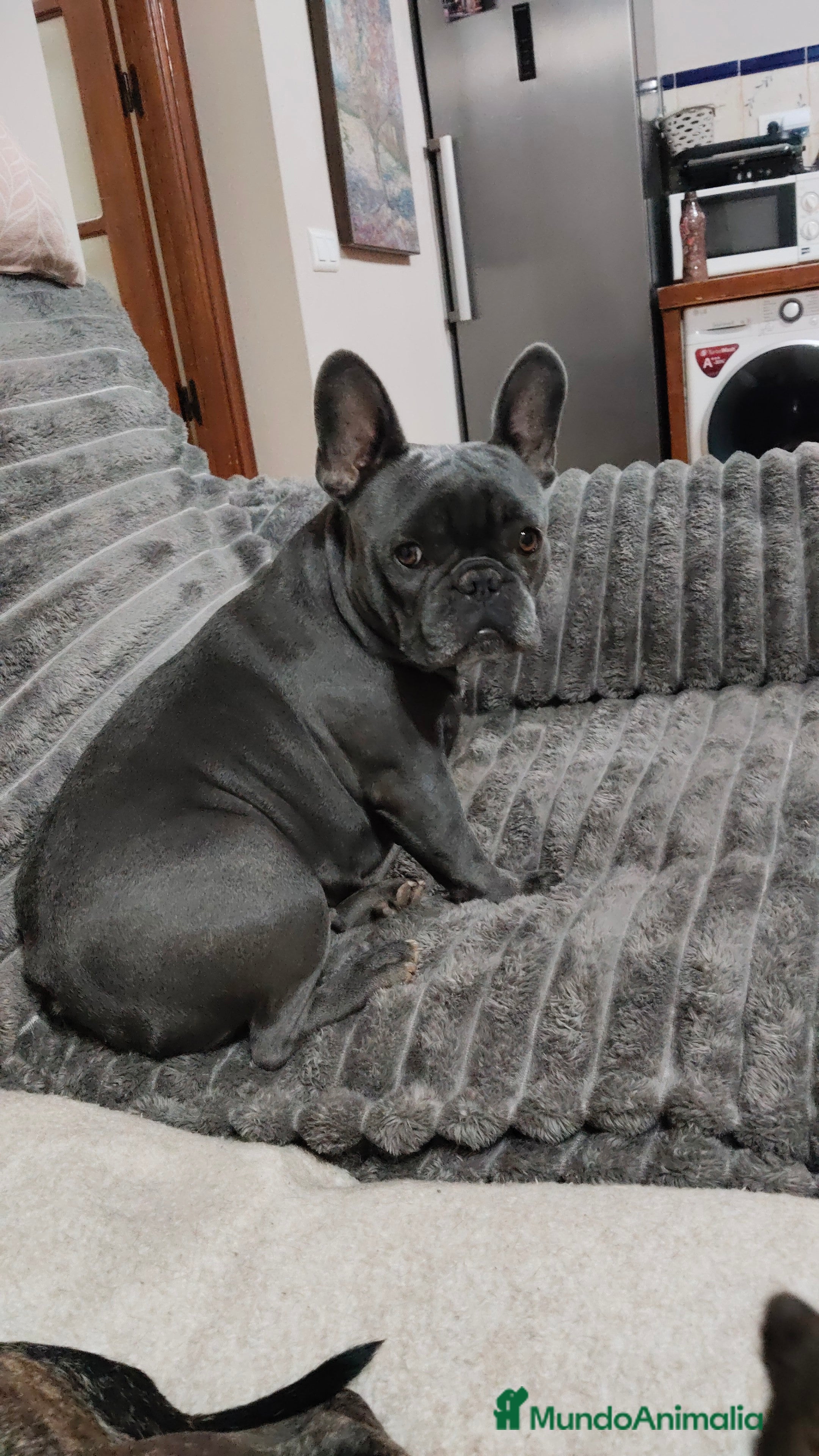 Bulldog Francés perros Bulldog francés Hembra negrita espectacular  - Anuncio 2